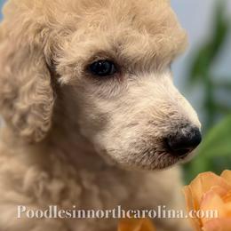 Johnny - Cream male Poodle puppy in Greenville, North Carolina from Grace Poodles