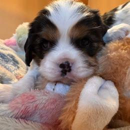 Tri male 1 - Tri-color male Cavalier King Charles Spaniel puppy in Kalama, Washington from Beautiful Cavaliers