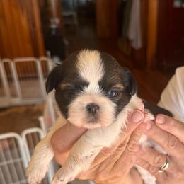 Kate - Silver gold and white female Shih Tzu puppy in Sutton, West Virginia from Meadow Lane Pups