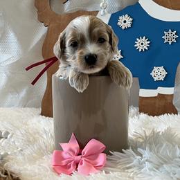 Pink Collar Female - Apricot female Goldendoodle puppy in Bradenton, Florida from Suncoast Goldendoodles