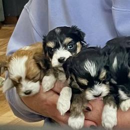 Havanese puppies from Jodi's Havanese