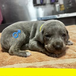 Yellow Collar (Blue) - Blue male Mountain Cur puppy in Georgetown, Ohio from Walnut Ridge Mountain Curs