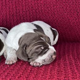 Girl - Liver roan female German Shorthaired Pointer puppy in Dugspur, Virginia from Pilgrims Trails Shorthairs