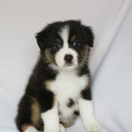 Scarlett - Black tri-color female Australian Shepherd puppy in Richmond, Texas from Big Zen Aussies
