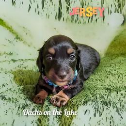 Jersey - Black and tan female Dachshund puppy in Grove, Oklahoma from Dachs on the lake