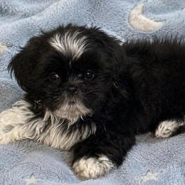 Sonny - Black and white male Shih Tzu puppy in Pennsylvania from Luxe Shih Tzu Boutique