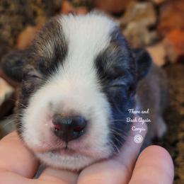 Topaz - Brindle and white male Cardigan Welsh Corgi puppy in Winston, Oregon from There and Back Again Corgis