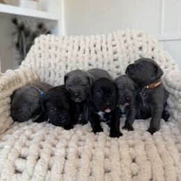 Cane Corso puppies from The Dorado Ranch