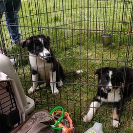 Border Collie and Labrador Retriever Puppies from Steppinstone Dog Training and Labradors