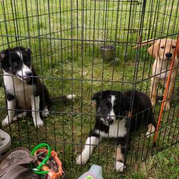 Border Collie and Labrador Retriever Puppies from Steppinstone Dog Training and Labradors
