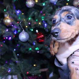 Dachshund Puppies from Kingpin Doxies