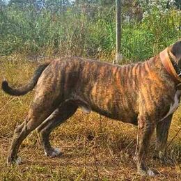 Cypress - Alapaha Blue Blood Bulldog