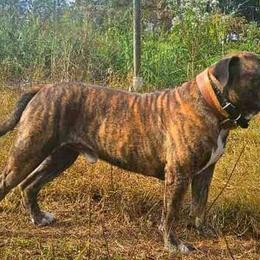 Cypress - Alapaha Blue Blood Bulldog