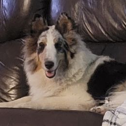Shetland Sheepdogs from Pam's Shelties