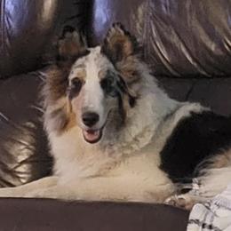 Shetland Sheepdogs from Pam's Shelties