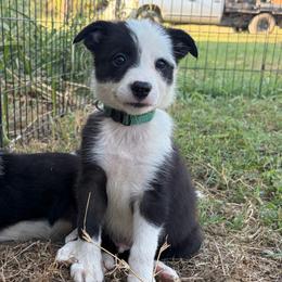 Boone - Black and white male Border Collie puppy in Shawnee, Oklahoma from Cross K Working Collies - Pure Bred Border Collies