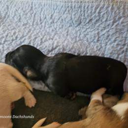 Girl 4 coming soon - Black and cream female Dachshund puppy in Lebanon, Oregon from Willow Moons Dachshunds