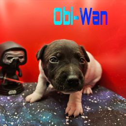 Obi Wan - Black and white male Rat Terrier puppy in Lynn, Alabama from Cryptic Rat Terriers