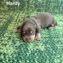 Hardy - Chocolate and tan male Dachshund puppy in Lexington, Oklahoma from BooneDox Miniature Dachshunds