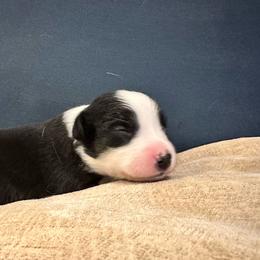 Bingo - Black tri-color female Australian Shepherd puppy in Monroe, North Carolina from Meekey Family Aussies
