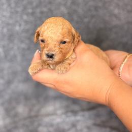 Toffee - Apricot female Goldendoodle puppy in Sacramento, California from GoldenDoodle Love