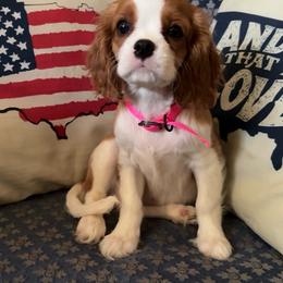 Ms. Pink - Blenheim female Cavalier King Charles Spaniel puppy in Erie, Pennsylvania from CAVALMAGNE