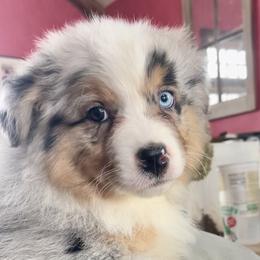 Dill - Blue merle female Australian Shepherd puppy in Martha’s Vineyard, Massachusetts from Cranberry Hill Aussies