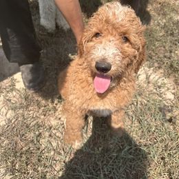 Goldendoodle All Grown Up from Dana Walters