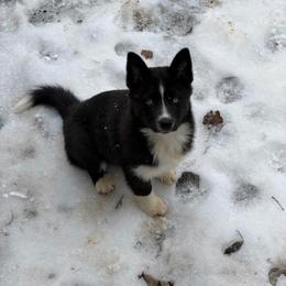 Abby - Black and white female Pomsky puppy in La Vergne, Tennessee from Atencio Pomsky