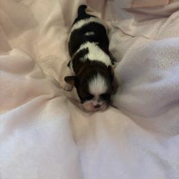 Girl2 - Tricolor female Shih Tzu puppy in Covina, California from Shih_doodle_Co