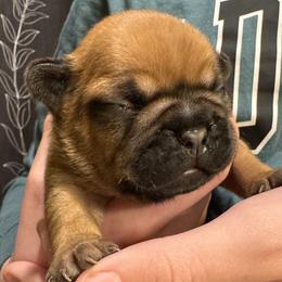 Boy 3 - Fawn male French Bulldog puppy in Litchfield, Ohio from Rock N’ Roll Frenchies