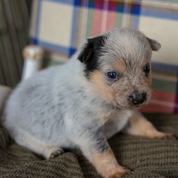 Palmer - Blue speckled male Australian Cattle Dog puppy in Gatlinburg, Tennessee from Greenbrier
