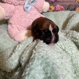 SCARLET - Fawn Boxer puppy in Moore, South Carolina from Lafayette Bulldogs & Boxers