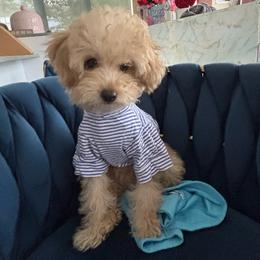 Bunny - Brown male Cavapoo puppy in Houston, Texas from PoodleswithLove