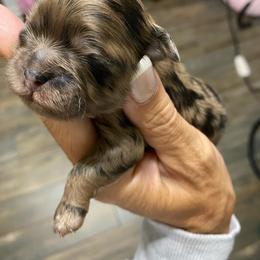 Toffee - Merle male Shihpoo puppy in Millsap, Texas from Gaston’s Posh Poodles and Doodles