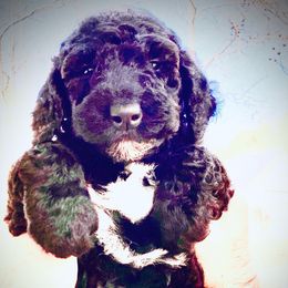 Girl #1 Yellow collar “SOLD” - Black Poodle puppy in Salisbury, North Carolina from Majestic’s Poodles