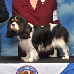 Cavalier King Charles Spaniel adult dog