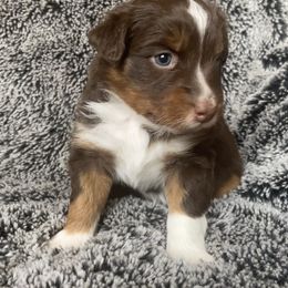 Australian Shepherd Puppies from Burdock Hill Australian Shepards