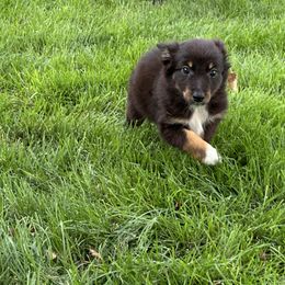 BTF1 - Black tri female Miniature Australian Shepherd puppy in Lexington, Nebraska from Osborne's Aussies