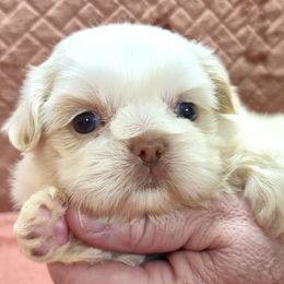 MICKI - Liver and white male Shih Tzu puppy in Candler, North Carolina from Pup-Tzu WNC