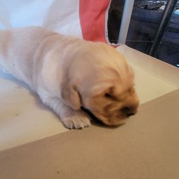 Delta - Golden female Golden Retriever puppy in Texas from Copperhead Creek Goldens