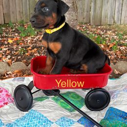 Yellow girl - Black and rust female Doberman Pinscher puppy in Xenia, Ohio from Davis Family Dobermans