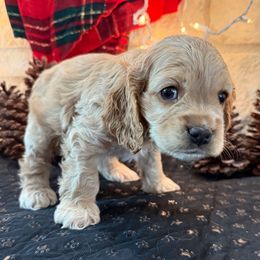 Orange Boy - Buff male Cocker Spaniel puppy in Ardmore, Oklahoma from Grace Cocker Spaniels