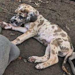 Eowyn - Harlequin female Great Dane puppy in Citra, Florida from AEW Farm