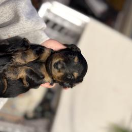 Dachshund Puppies from Birkin’ Paws