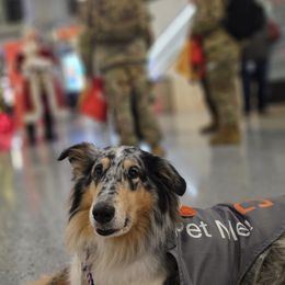 Scottish Collies from Urquhart Collies