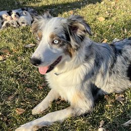 Sapphire - Australian Shepherd