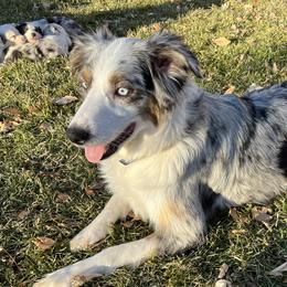 Sapphire - Australian Shepherd