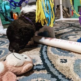 Poodle Puppies from Pantheon Poodles