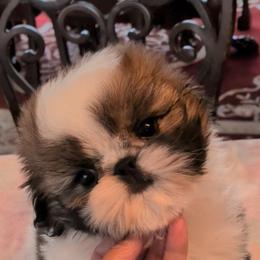 Noah - Gold and white male Shih Tzu puppy in Pleasant Hill, Missouri from Misty Dajavue Shih-Tzu